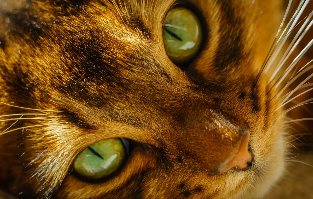 Photo wallpaper cat, eyes, cat, mustache, face, nose, green