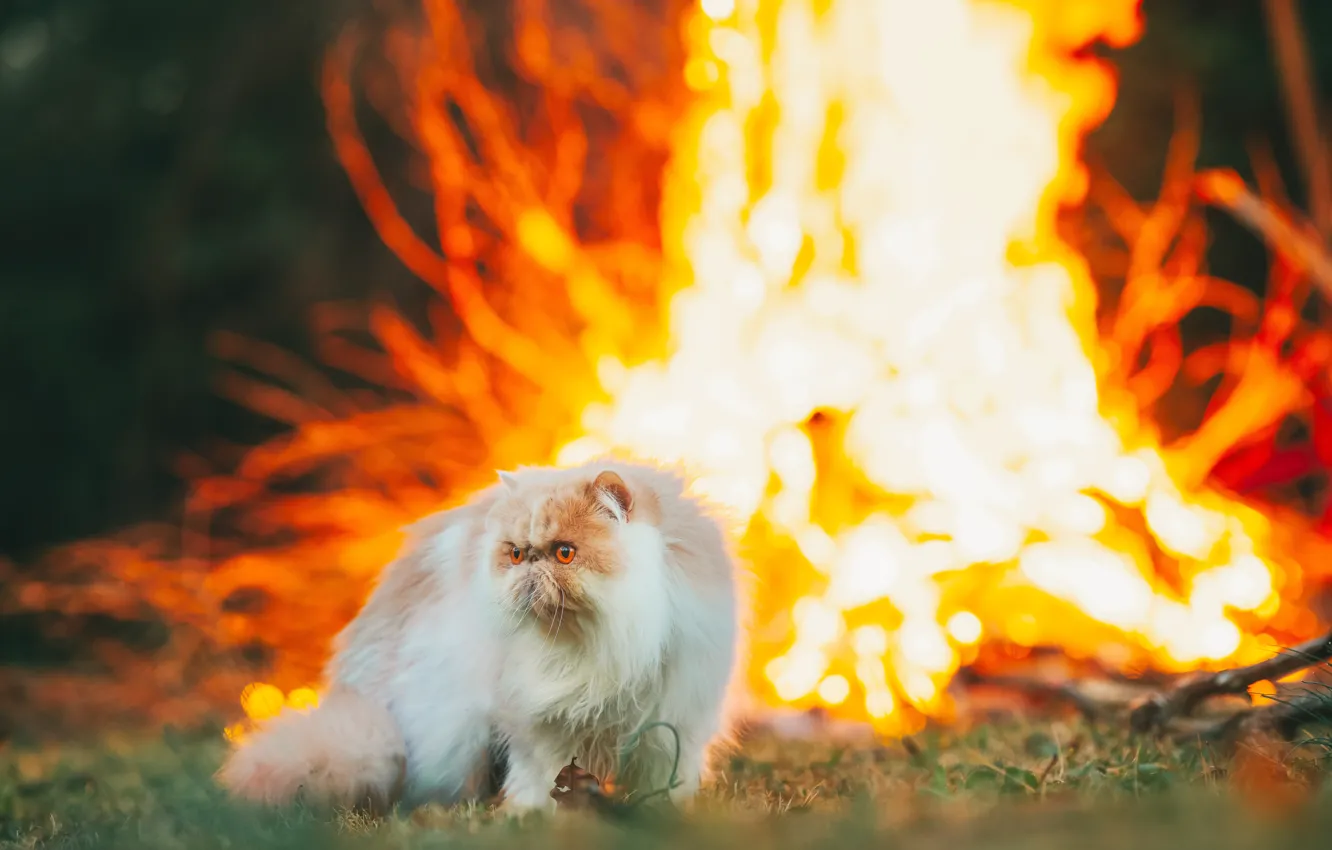 Photo wallpaper cat, cat, look, nature, the fire, face