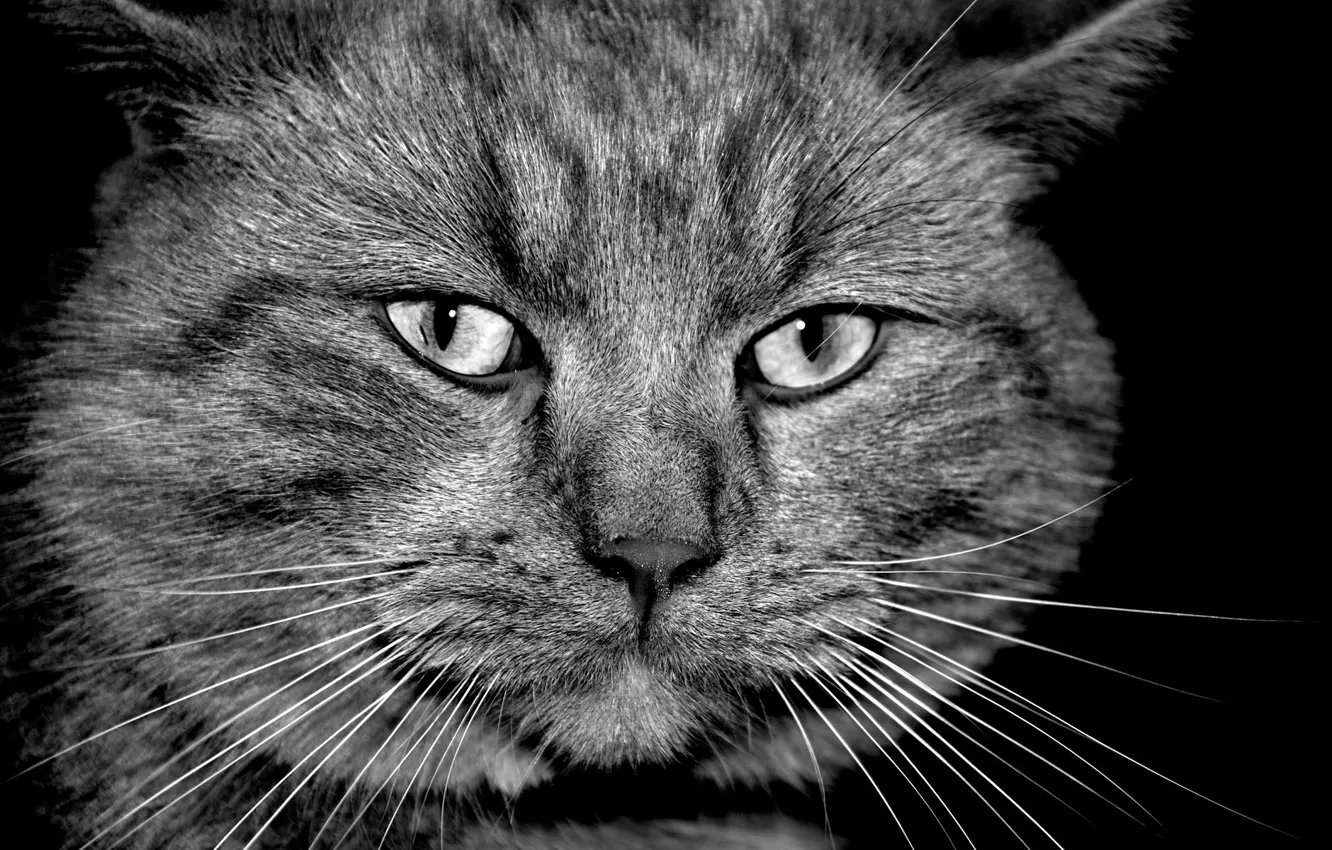 Photo wallpaper cat, mustache, face, wool, black and white