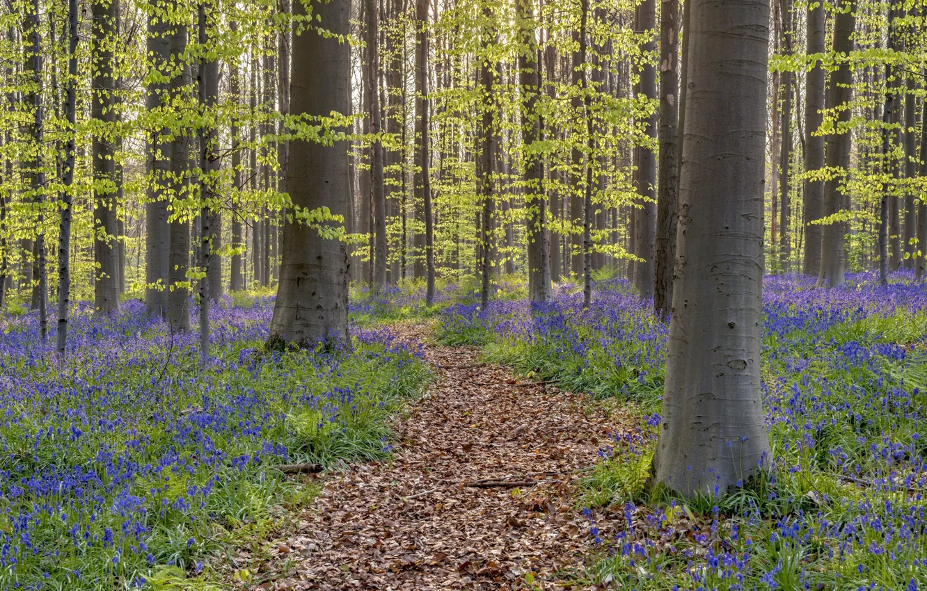 Photo wallpaper forest, spring, Belgium, bells, path, Walloon Brabant