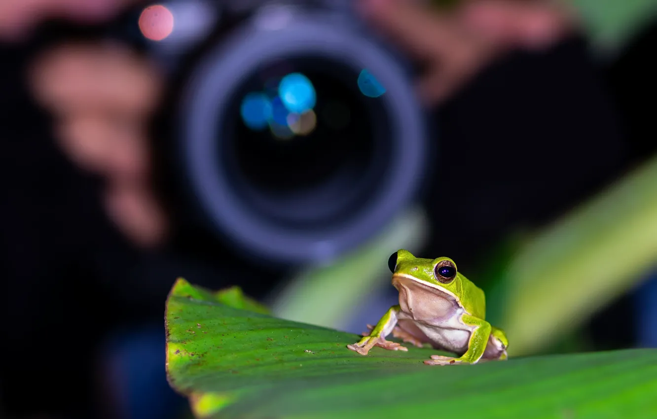 Photo wallpaper nature, background, frog