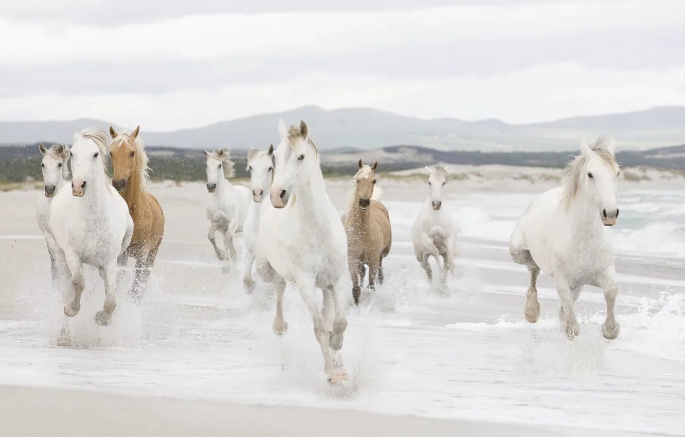 Photo wallpaper sea, horse, shore, coast, horse, the herd
