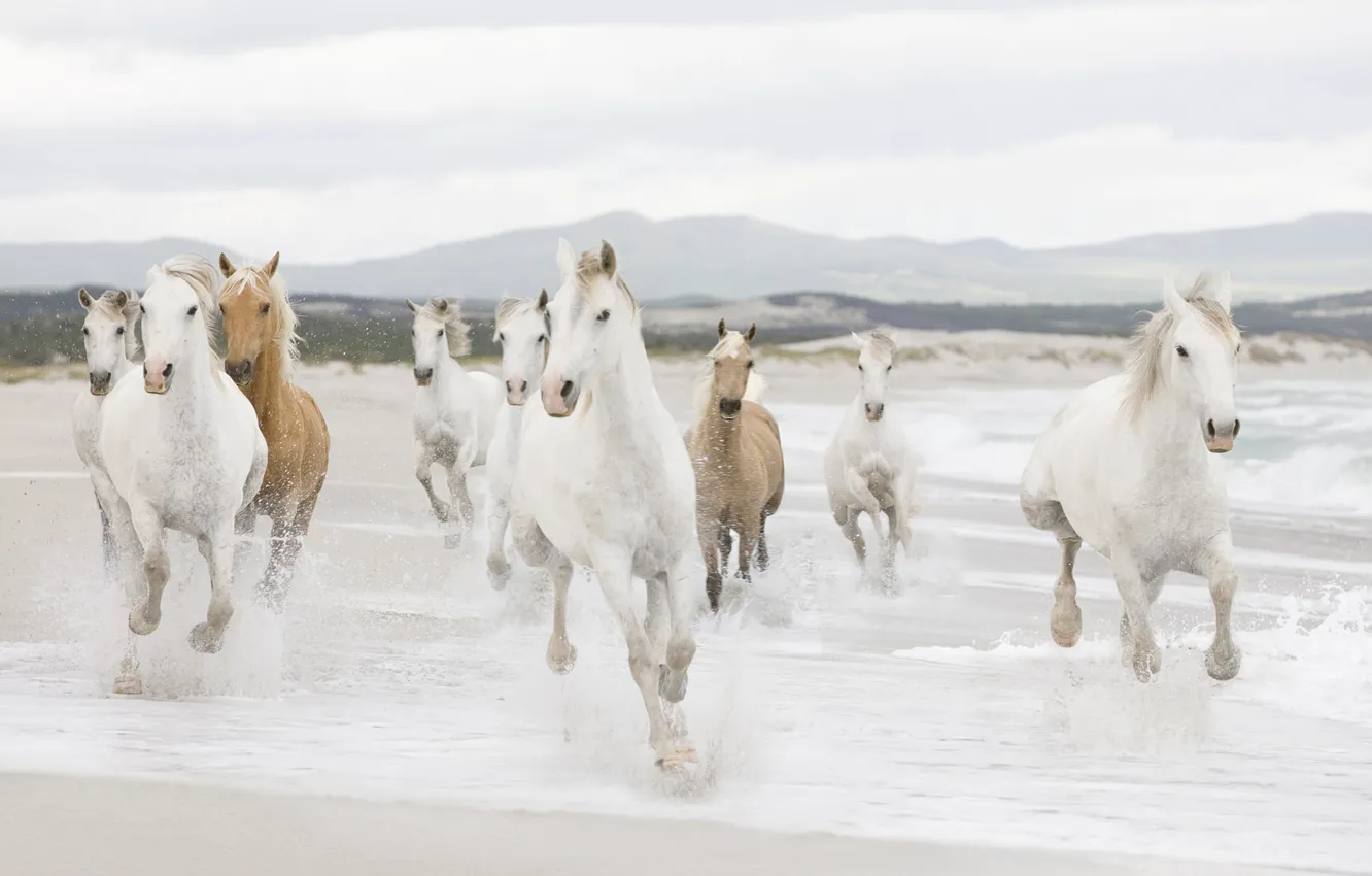 Photo wallpaper sea, shore, coast, horses, horse, the herd