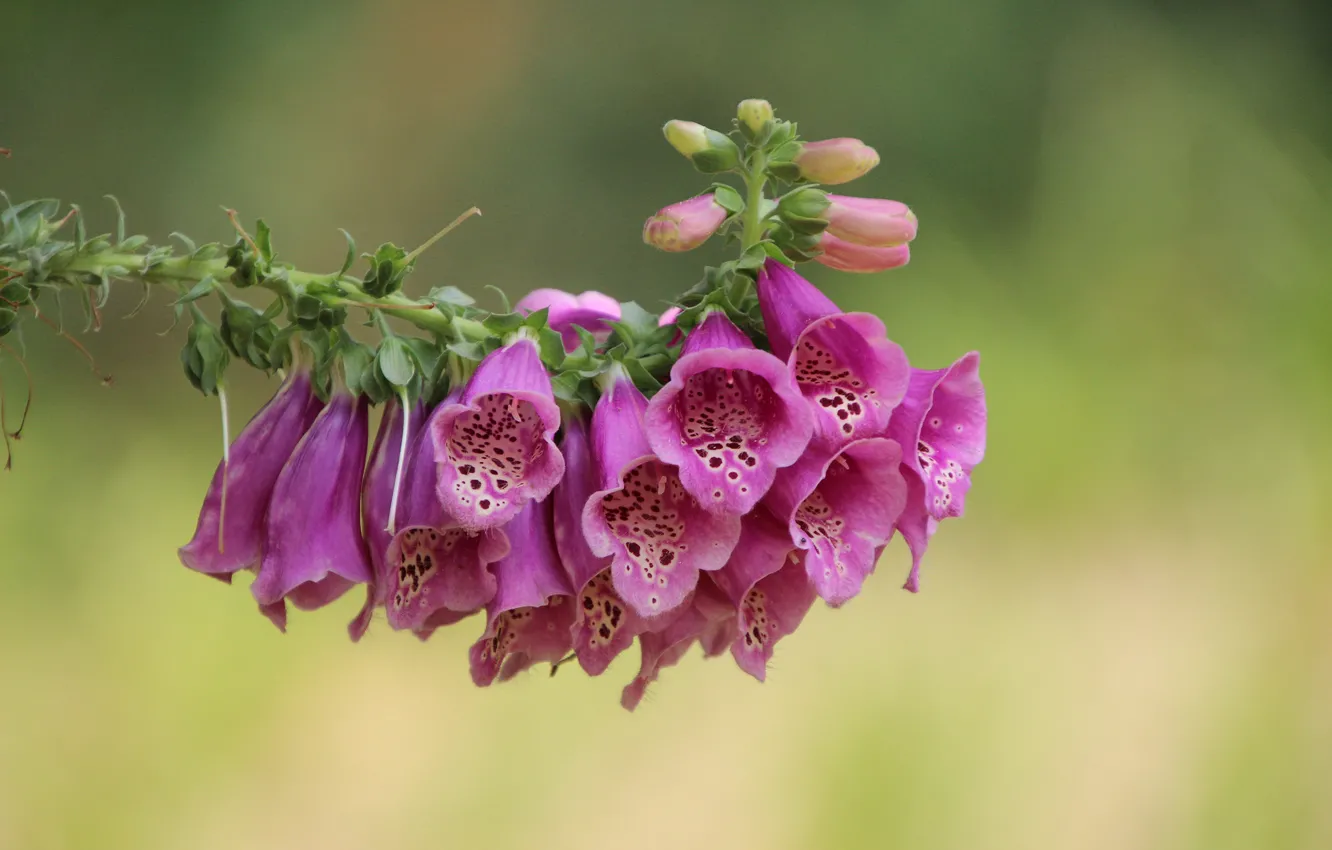Photo wallpaper flowers, pink, digitalis