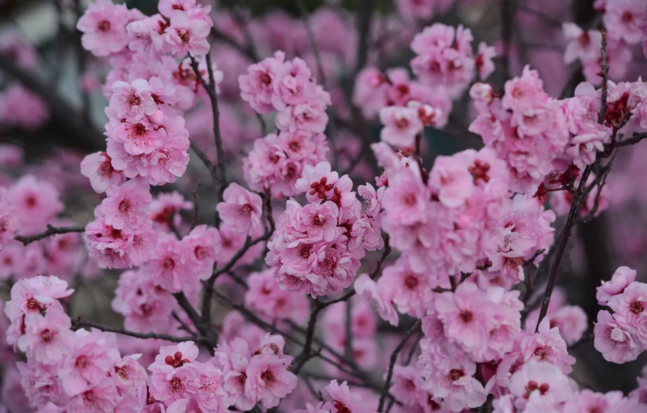 Photo wallpaper flowers, branches, cherry, spring, Sakura, flowering