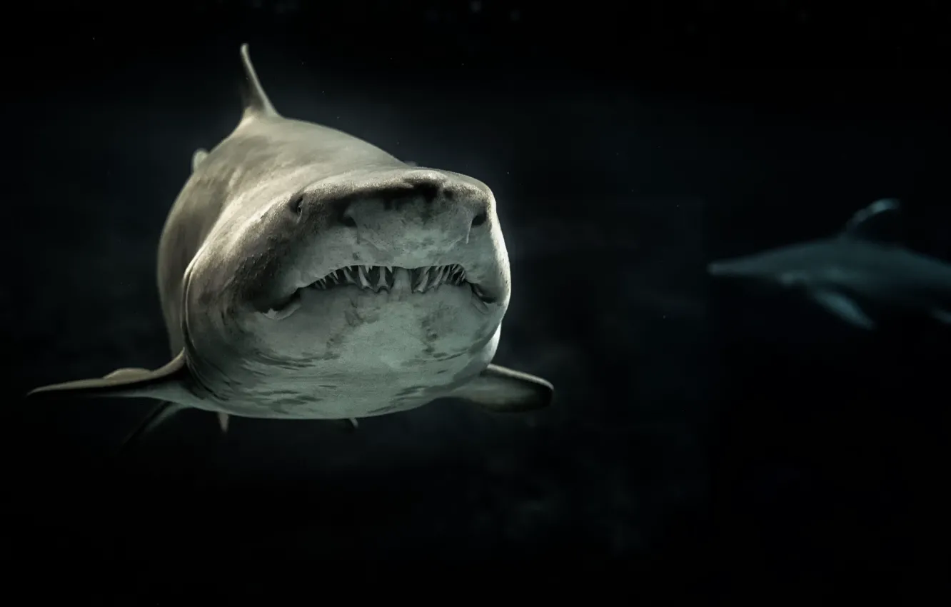 Photo wallpaper animals, black and white, aquatic, Selective Photo of Gray Shark