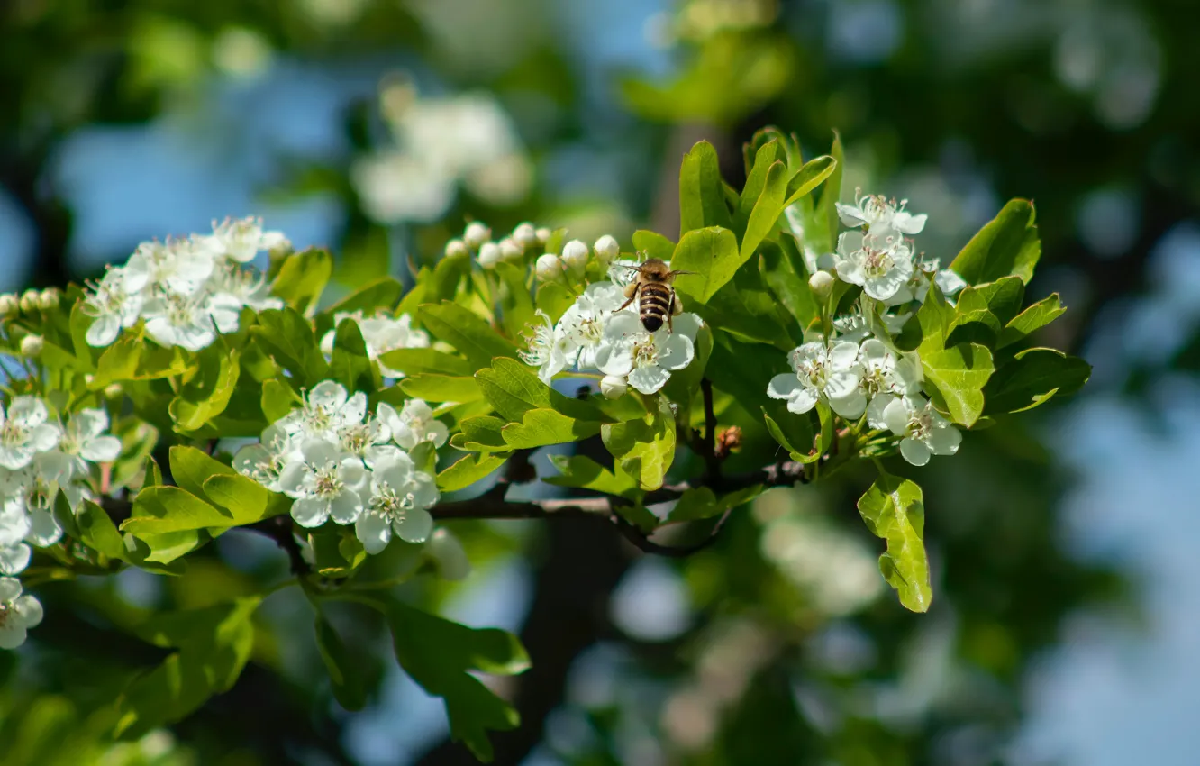 Photo wallpaper greens, macro, light, flowers, branches, bee, spring, white
