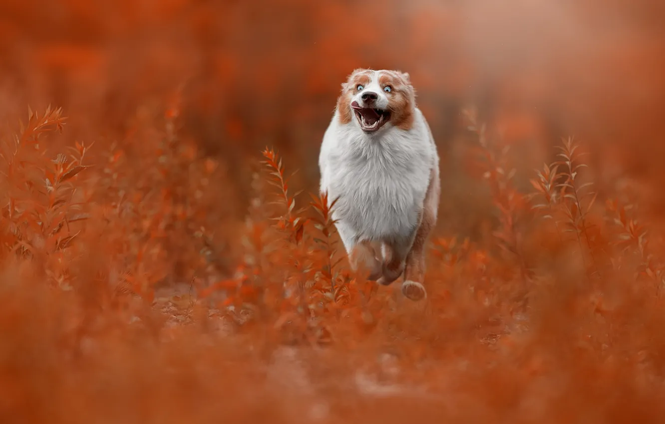 Photo wallpaper grass, joy, dog, running, walk, bokeh, Australian shepherd, Aussie