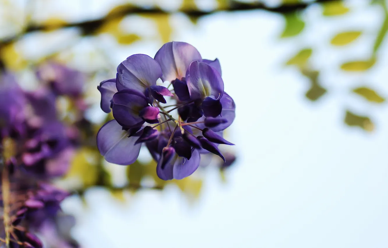 Photo wallpaper flowers, lilac, Wisteria