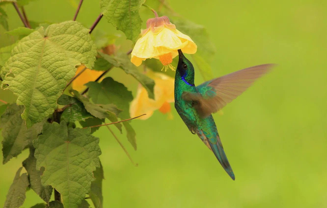 Photo wallpaper leaves, flowers, bird, Hummingbird