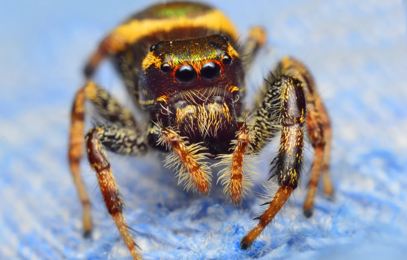 Photo wallpaper insect, bokeh, spider