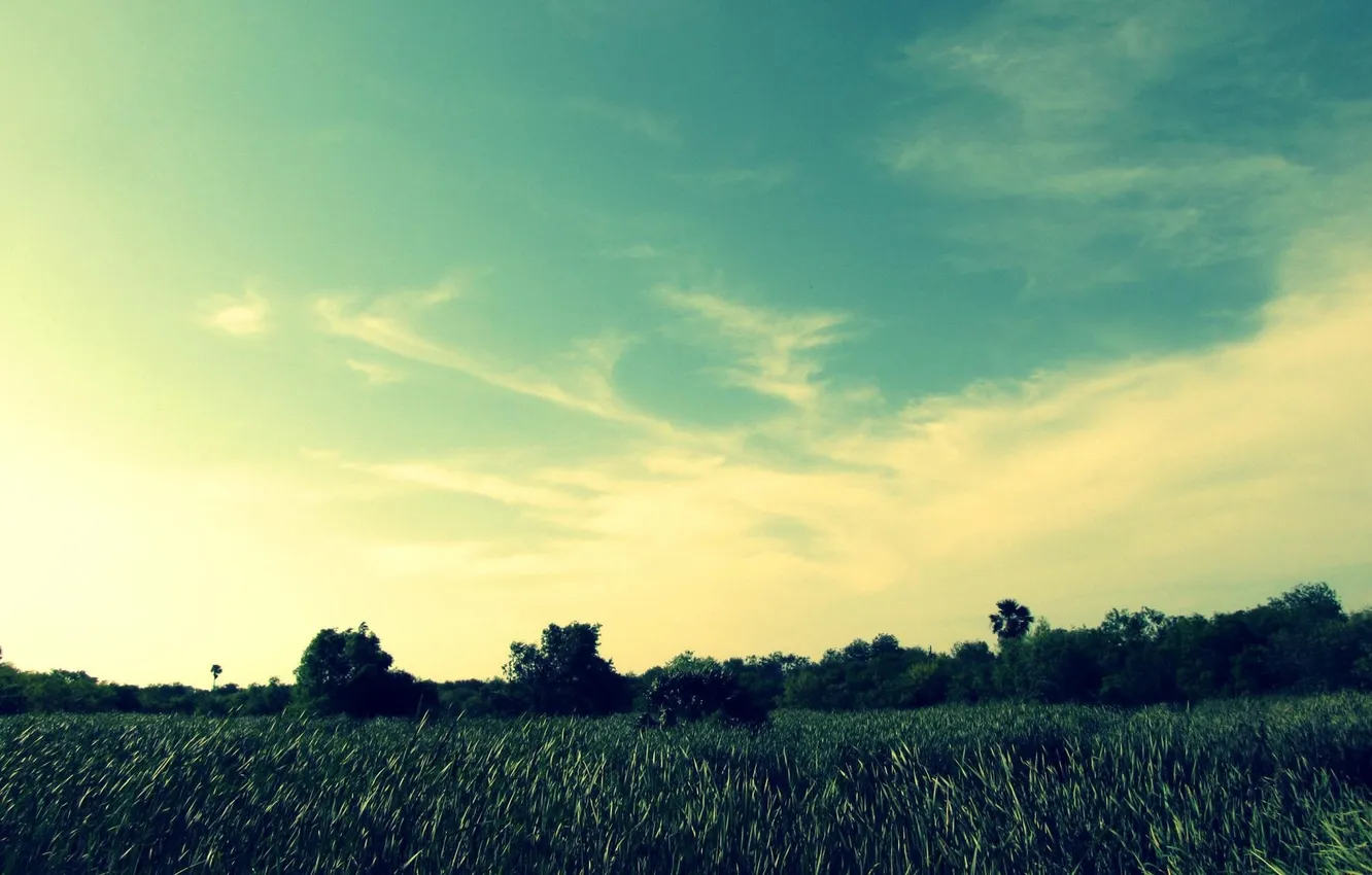 Photo wallpaper greens, field, the sky, trees, landscape, nature, plant, horizon