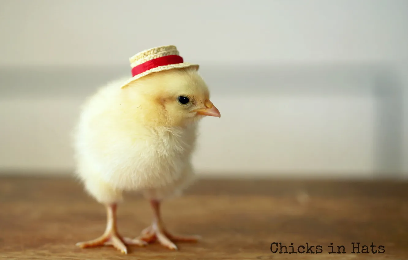 Photo wallpaper bird, chickens, hat