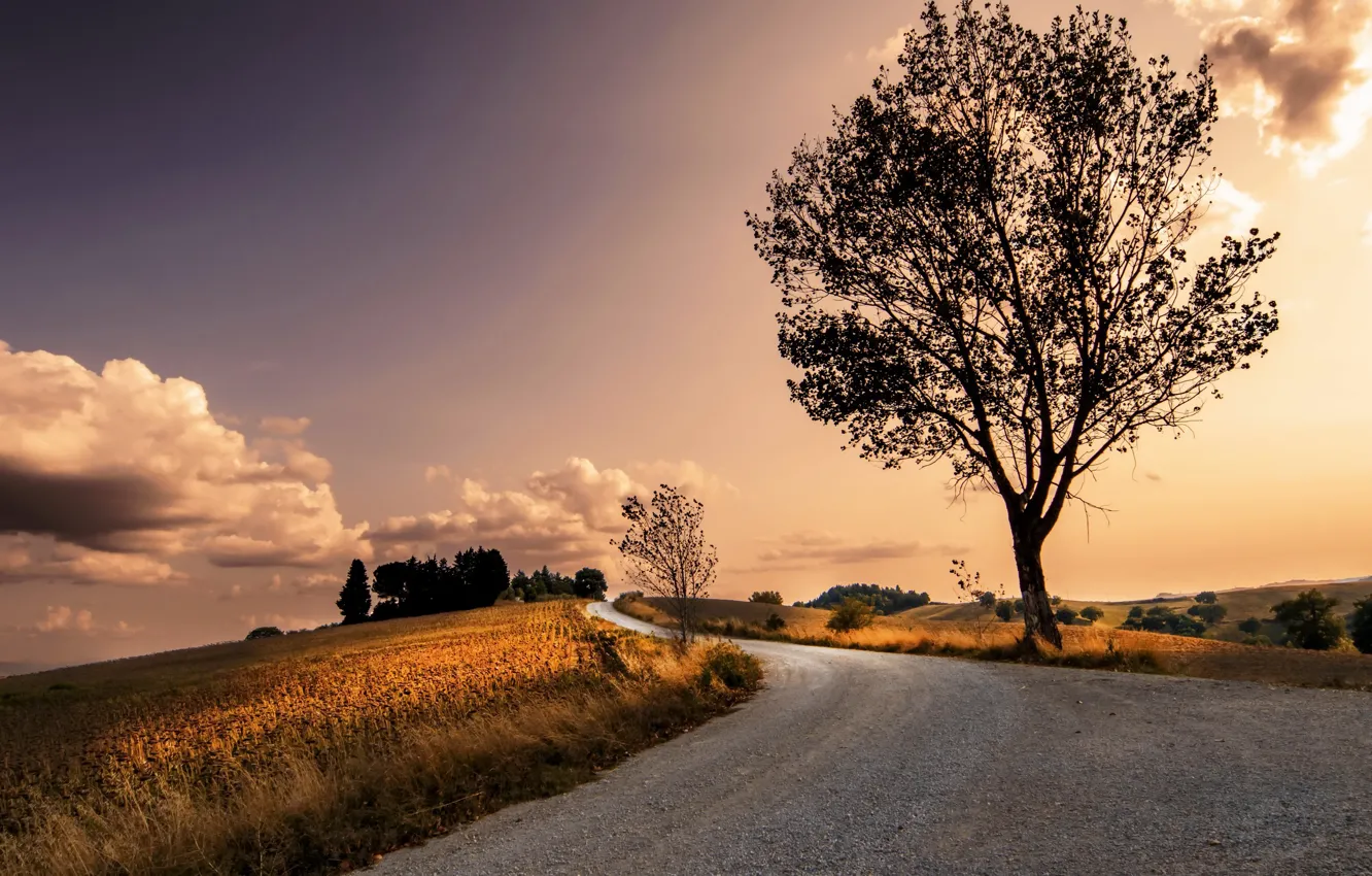Photo wallpaper road, trees, nature