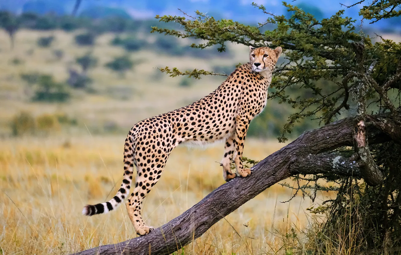 Photo wallpaper Cheetah, wild cat, on the tree, Irina Khudzinskaya
