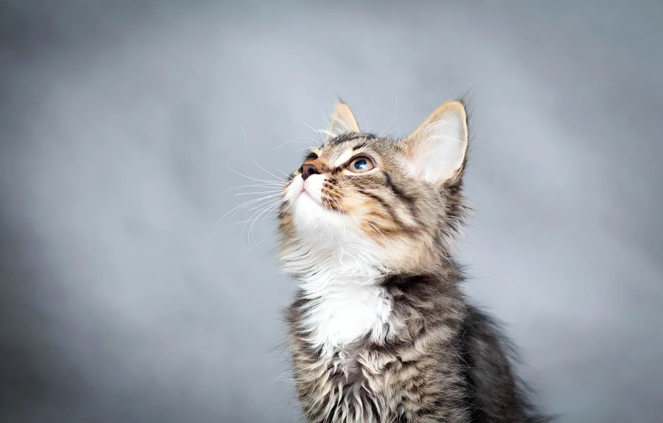 Photo wallpaper cat, background, kitty, bokeh