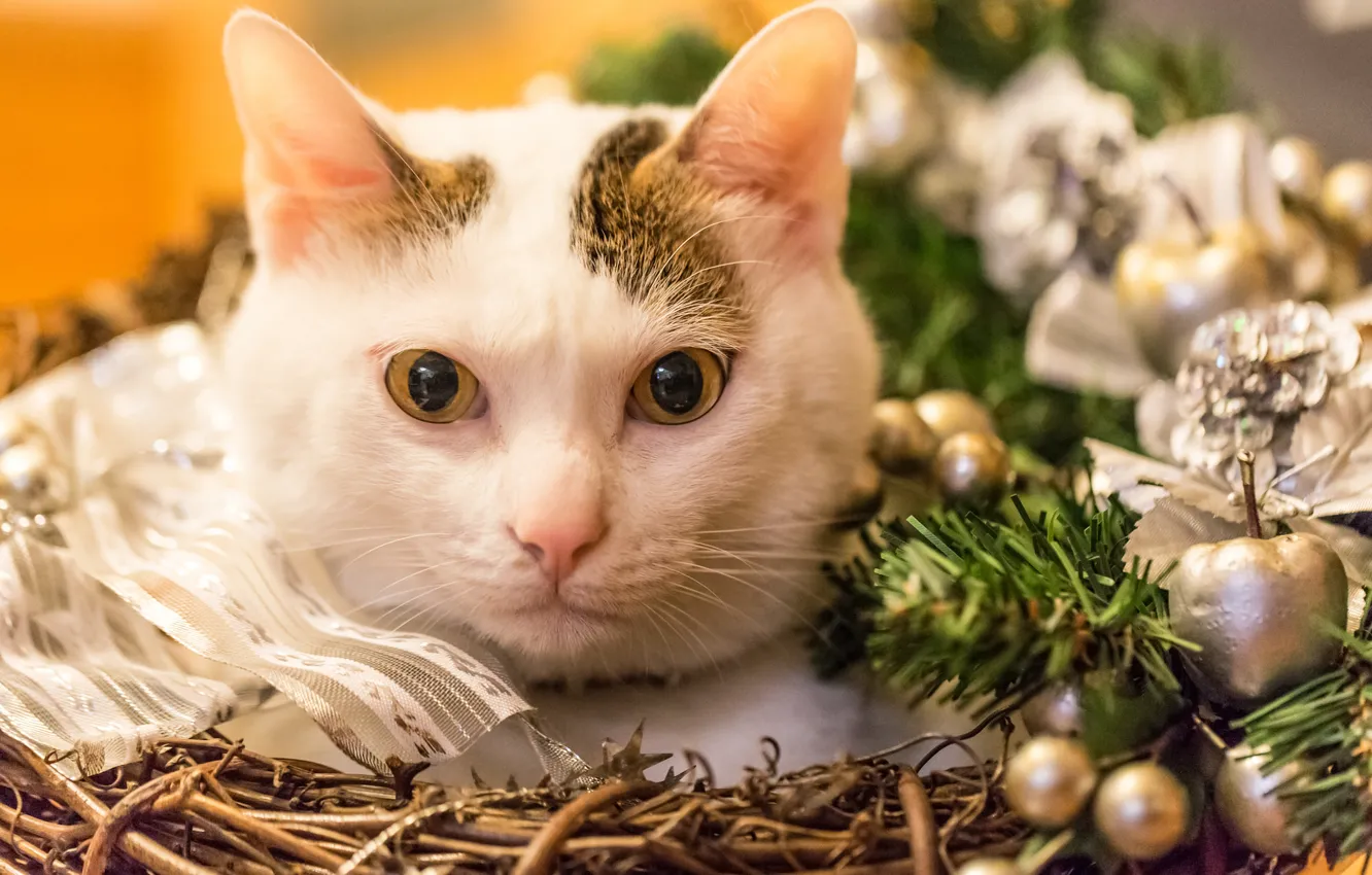 Photo wallpaper cat, look, muzzle