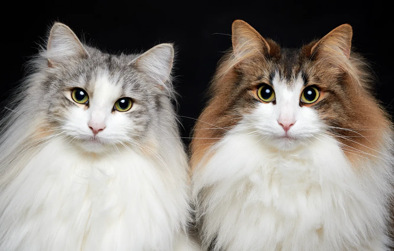 Photo wallpaper cat, look, pair
