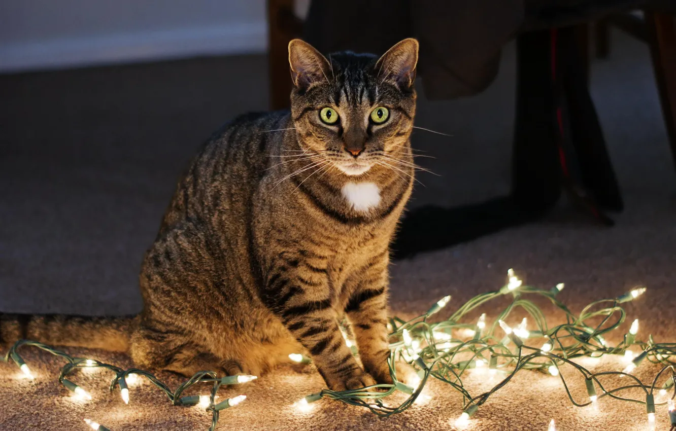 Photo wallpaper cat, look, sitting, Kote, garland