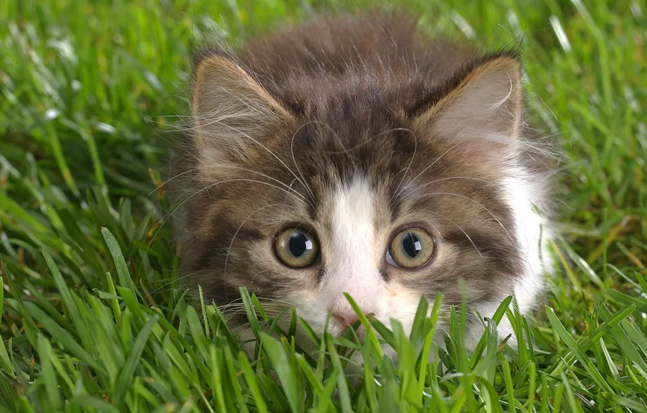Photo wallpaper grass, kitty, hunter, lurking