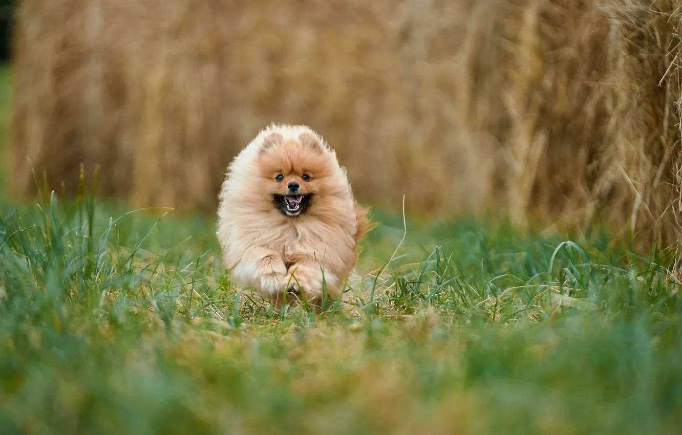 Photo wallpaper grass, nature, dog, running, dog, Oksana Syrostan