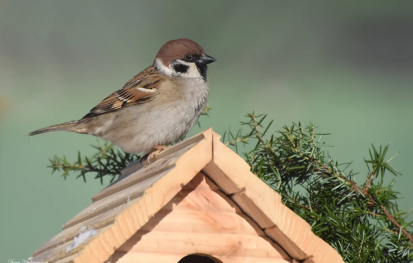 Photo wallpaper bird, Sparrow, photohunt