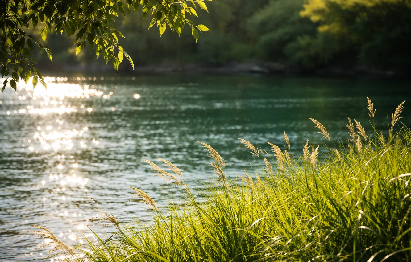 Photo wallpaper trees, shore, river