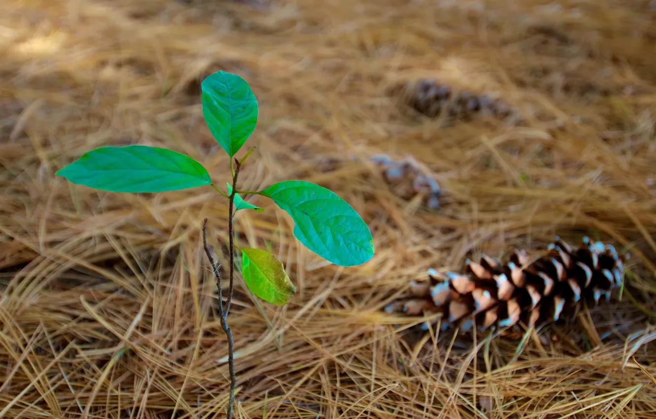 Photo wallpaper forest, leaves, needles, Rostock, bumps