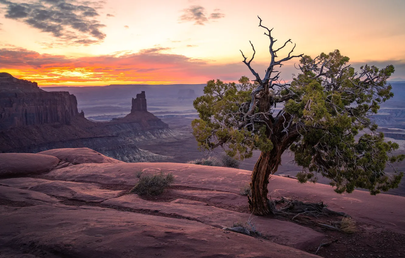 Photo wallpaper trees, mountains, rocks, canyon, Monument valley