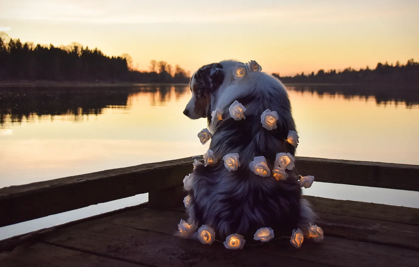 Photo wallpaper forest, the sky, look, sunset, flowers, pose, lake, shore