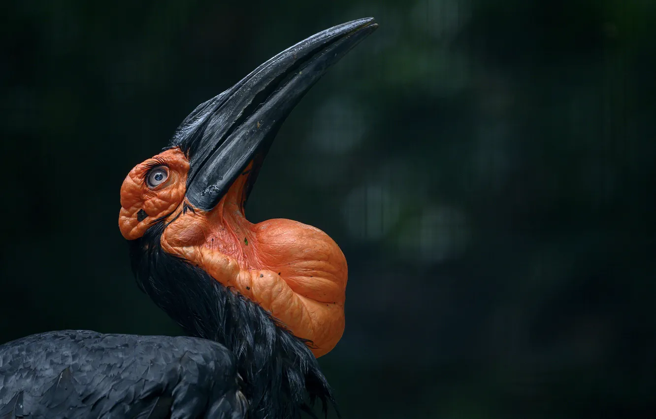 Photo wallpaper background, bird, Southern Ground Hornbill