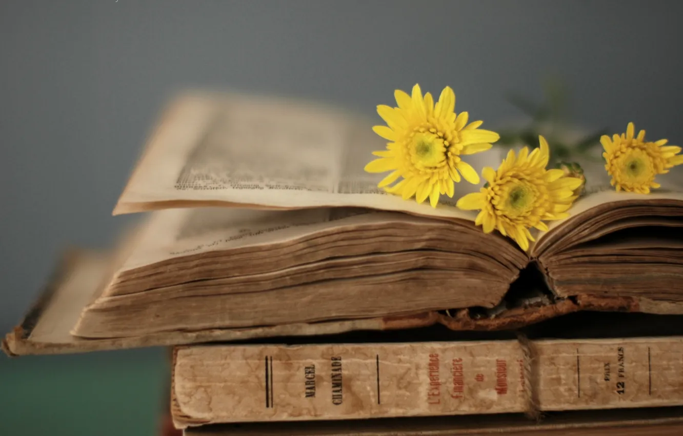 Photo wallpaper flowers, yellow, style, background, Wallpaper, book, owner, page