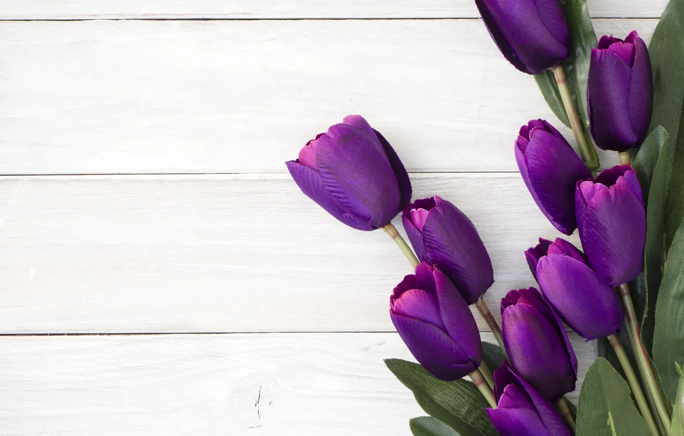 Photo wallpaper purple, bouquet, tulips