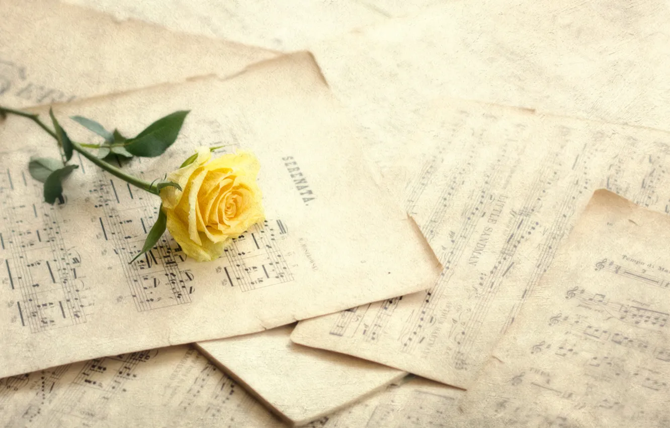 Photo wallpaper flower, notes, rose