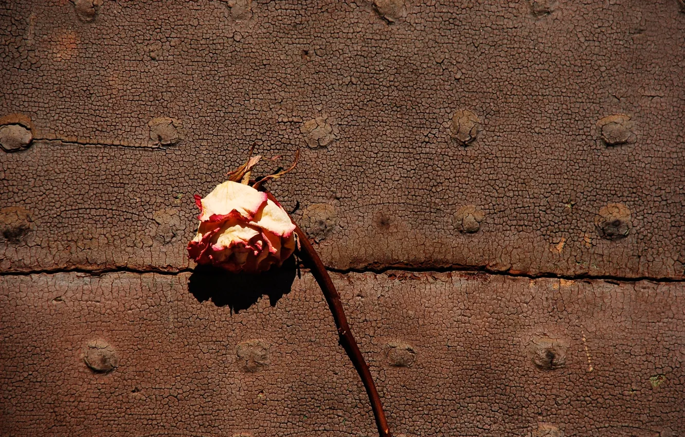 Photo wallpaper rose, Withered, dried flower