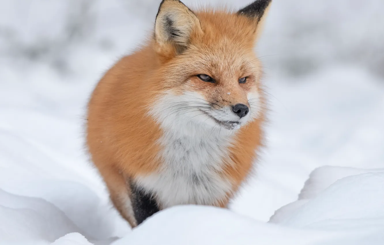 Wallpaper winter, look, face, snow, nature, portrait, Fox, the snow for ...