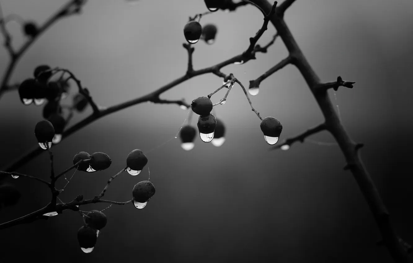 Photo wallpaper drops, branches, rain