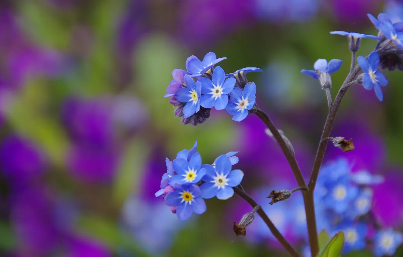 Photo wallpaper macro, blue, nature, stem, flowers