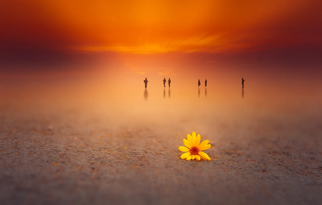 Photo wallpaper flowers, background, color