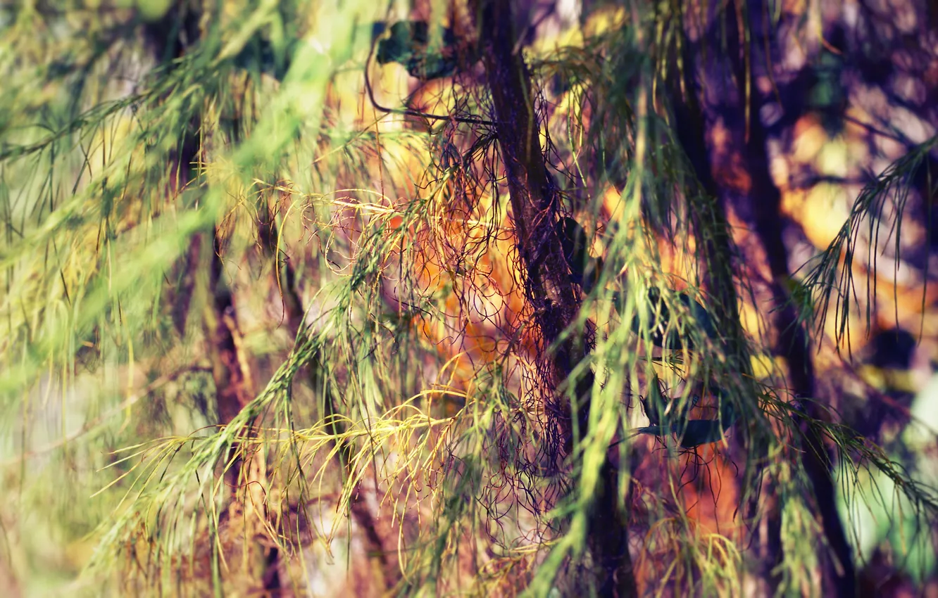 Photo wallpaper leaves, trees, branches, nature, photos, background Wallpapers for desktop