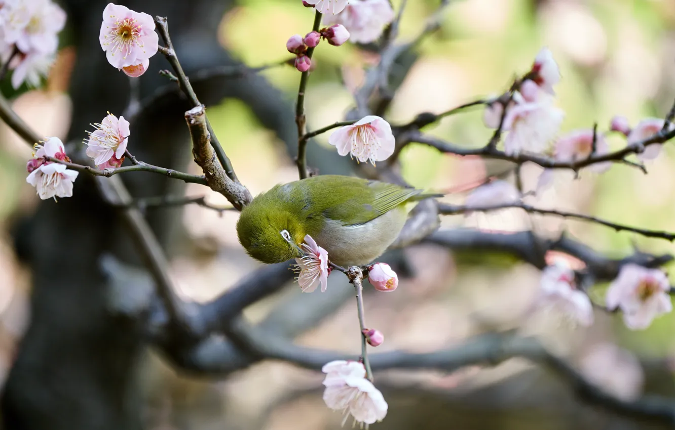 Photo wallpaper trees, flowers, branches, nature, pose, background, bird, bright