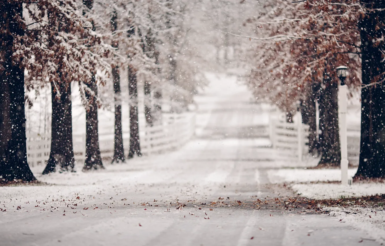 Photo wallpaper winter, road, leaves, snow