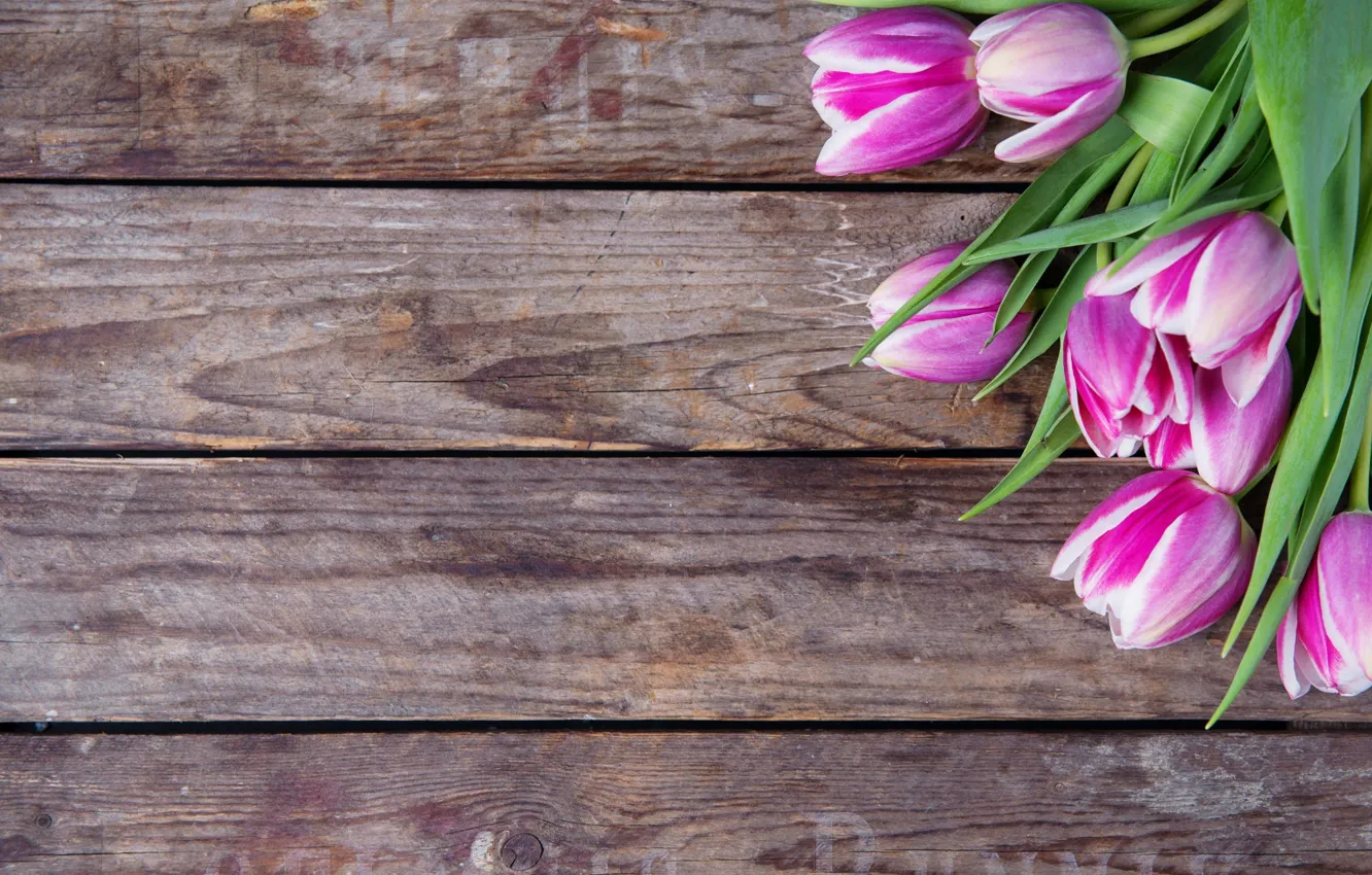 Photo wallpaper flowers, Board, tulips