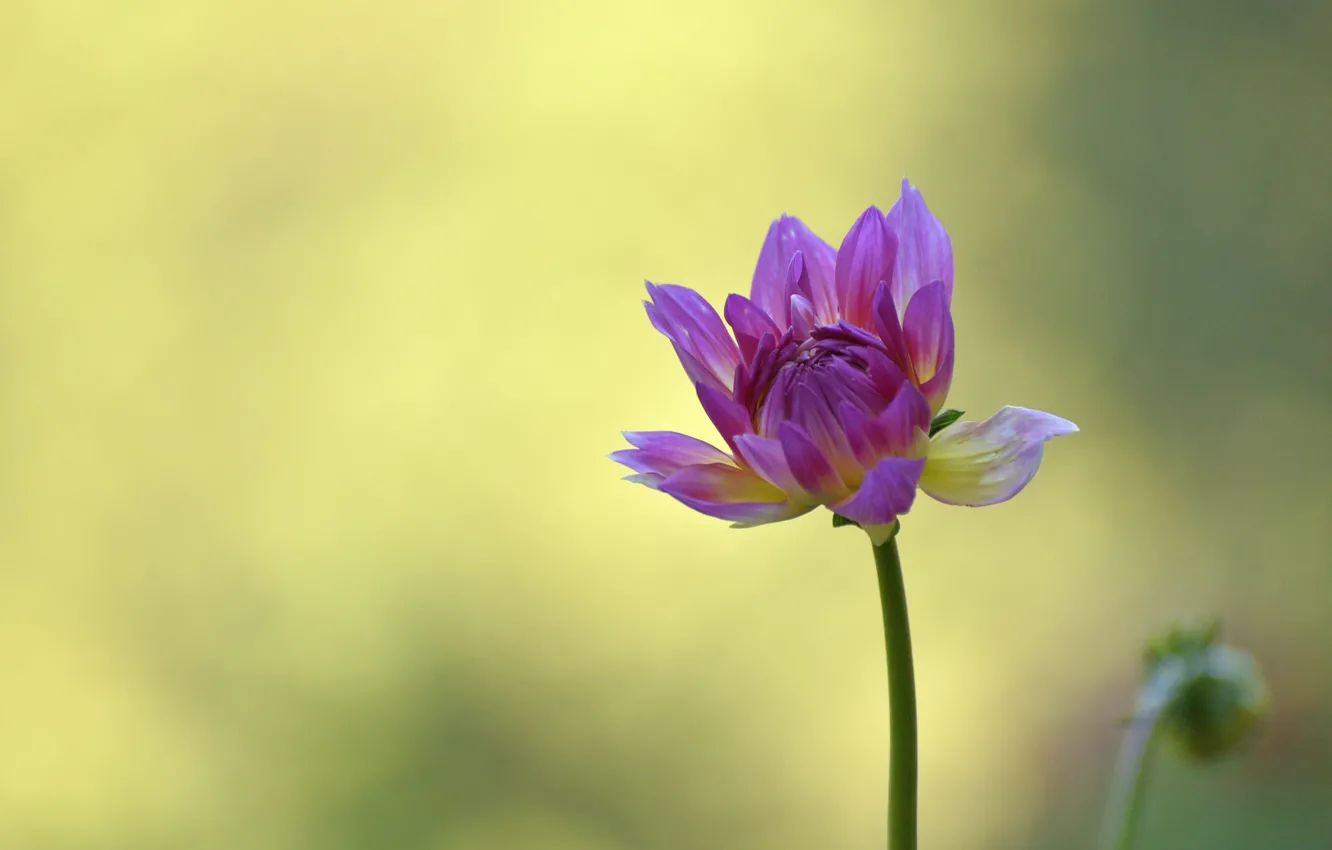 Photo wallpaper background, minimalism, buds, dahlias