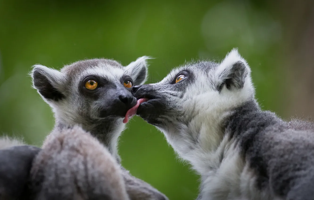 Photo wallpaper love, lemur, a couple, a ring-tailed lemur, Katta