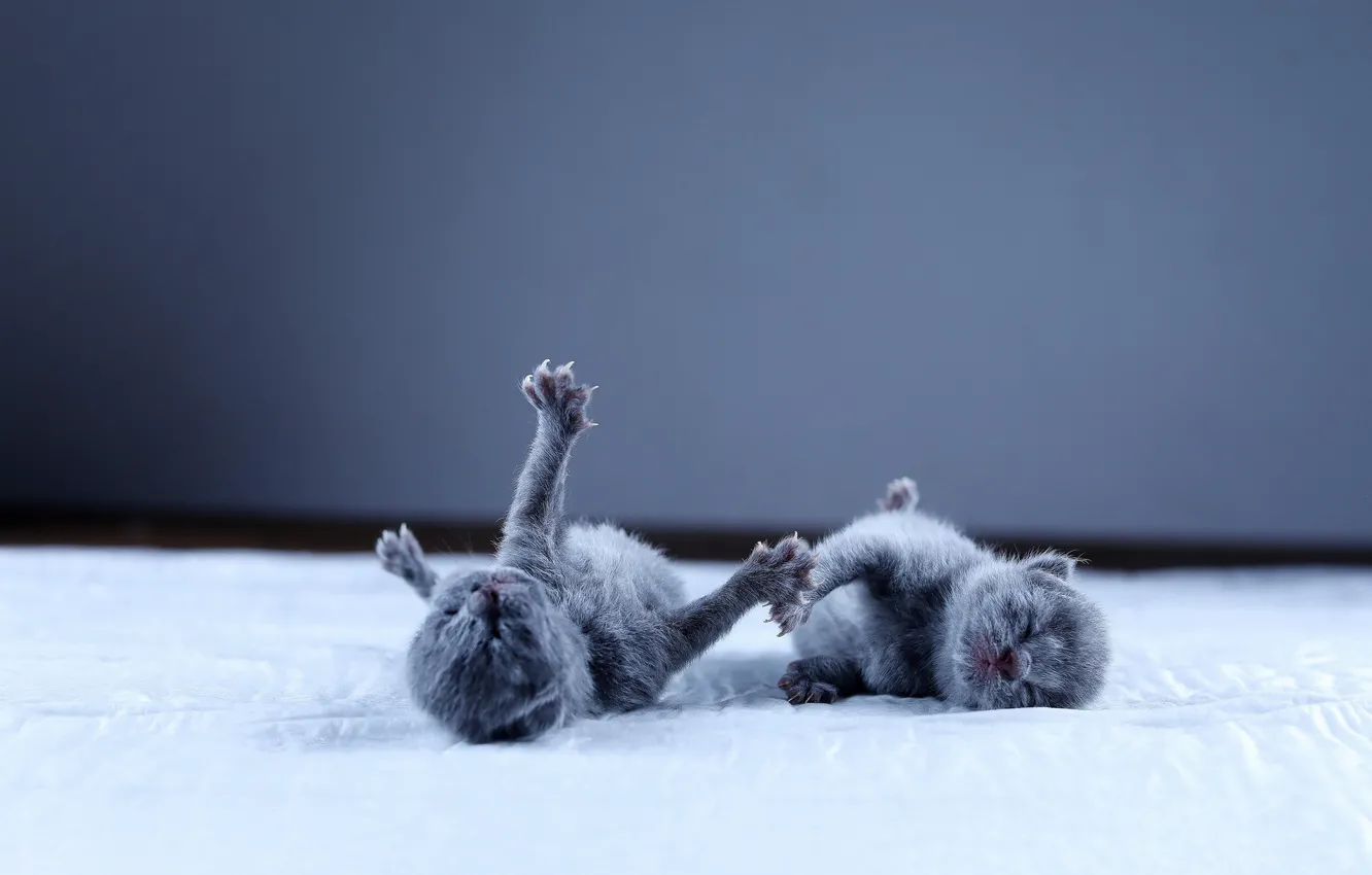 Photo wallpaper cat, kitty, a couple, British, newborn