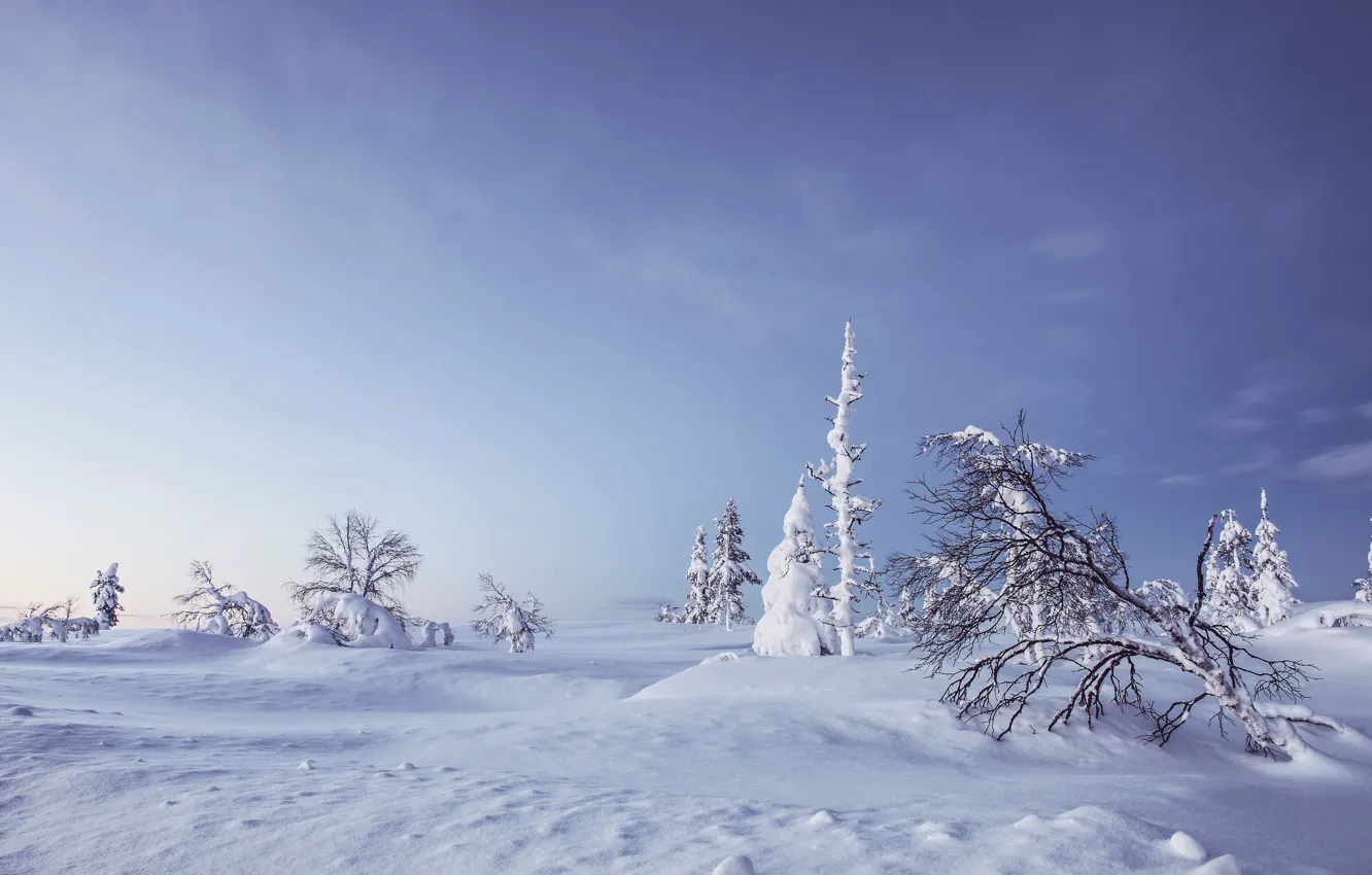 Photo wallpaper winter, snow, trees, the snow, Finland, Finland, Lapland, Lapland