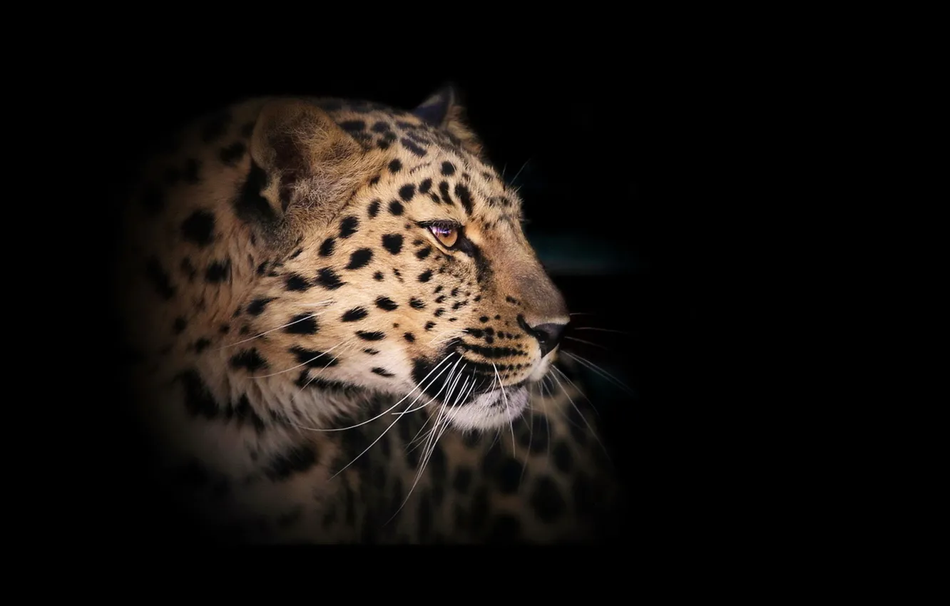 Photo wallpaper leopard, wild cat, the dark background