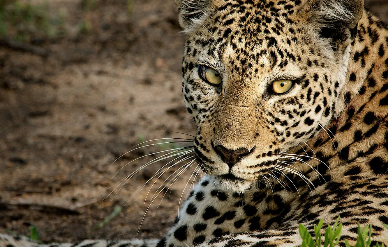 Photo wallpaper look, face, leopard