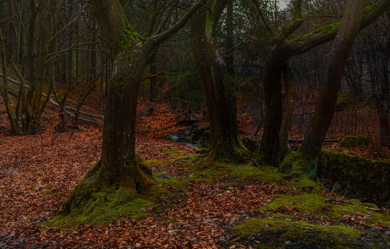 Photo wallpaper forest, fallen leaves, old trees, Nikolov Andriyan